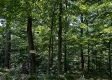 Tract 16 at The Woods on Wayne National Forest property photo