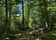 Tract 16 at The Woods on Wayne National Forest property photo
