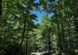 Tract 16 at The Woods on Wayne National Forest property photo