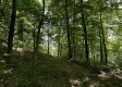 Tract 16 at The Woods on Wayne National Forest property photo