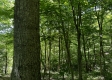 Tract 16 at The Woods on Wayne National Forest property photo