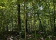 Tract 16 at The Woods on Wayne National Forest property photo