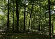 More of Tract 16 at The Woods on Wayne National Forest
