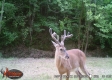 Tract 16 at The Woods on Wayne National Forest property photo