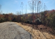 Tract 3 – Brady Road on Monday Creek property photo