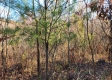 Tract 3 – Brady Road on Monday Creek property photo