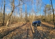 Tract 3 – Brady Road on Monday Creek property photo