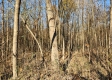 Tract 1 – Brady Road property photo