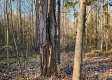Tract 1 – Brady Road property photo