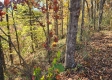 Tract 1 – Brady Road property photo