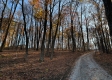 More of Tract 8 - The Woods at Potts Hill