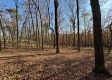 More of Tract 8 - The Woods at Potts Hill