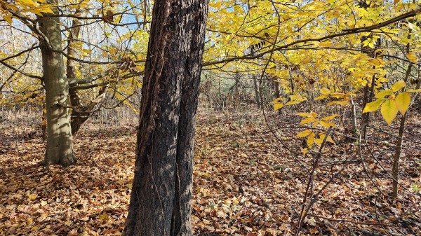 Tract 2 – Brady Road on Monday Creek property photo