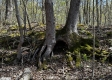Whitetail Ridge Cabin property photo