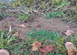 Tract 8 - Albany Woods property photo