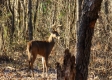 Tract 5 – Brady Road on Wayne property photo