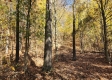 Tract 6 – Brady Road on Wayne property photo