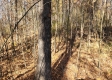 Tract 6 – Brady Road on Wayne property photo