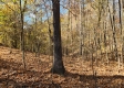 Tract 6 – Brady Road on Wayne property photo