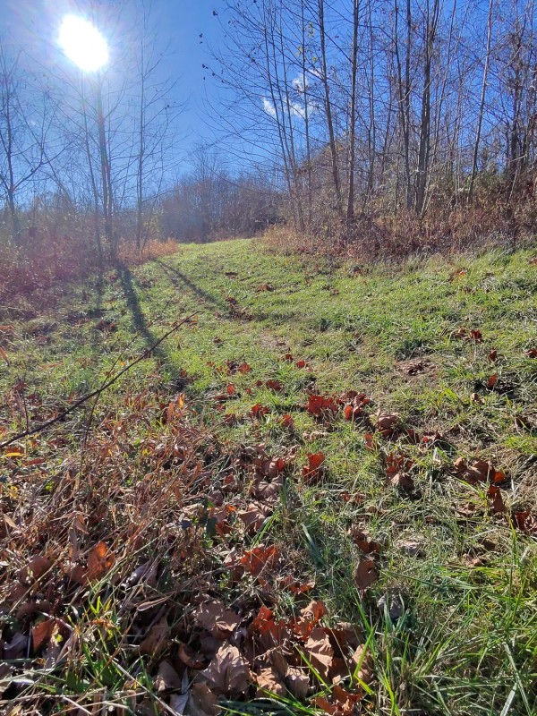 Tract 3 - Albany Woods property photo