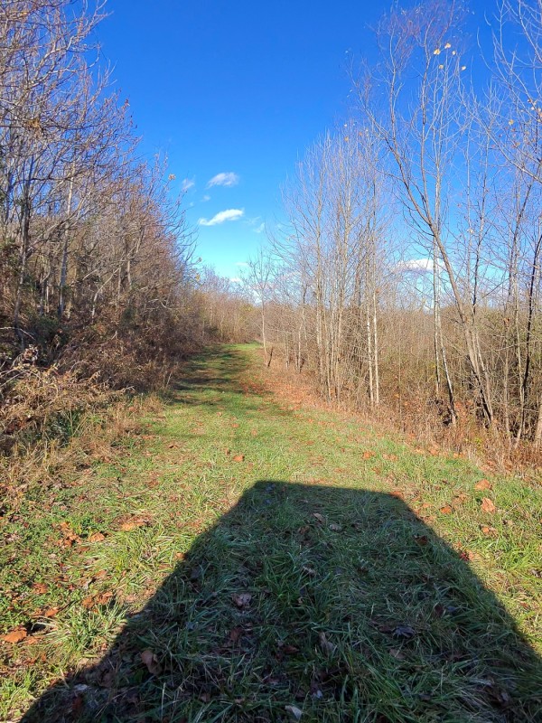 Tract 3 - Albany Woods property photo