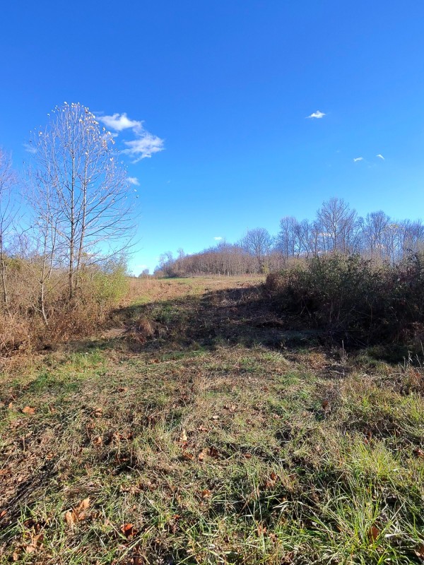 Tract 3 - Albany Woods property photo