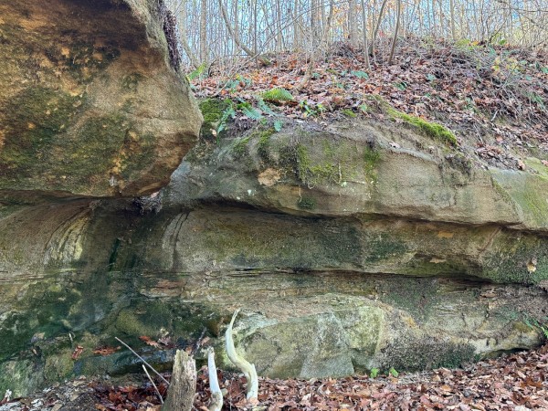 More of Tract 3 - Albany Woods