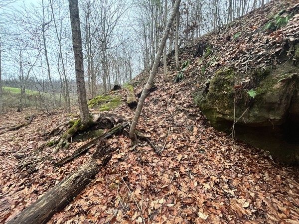More of Tract 3 - Albany Woods