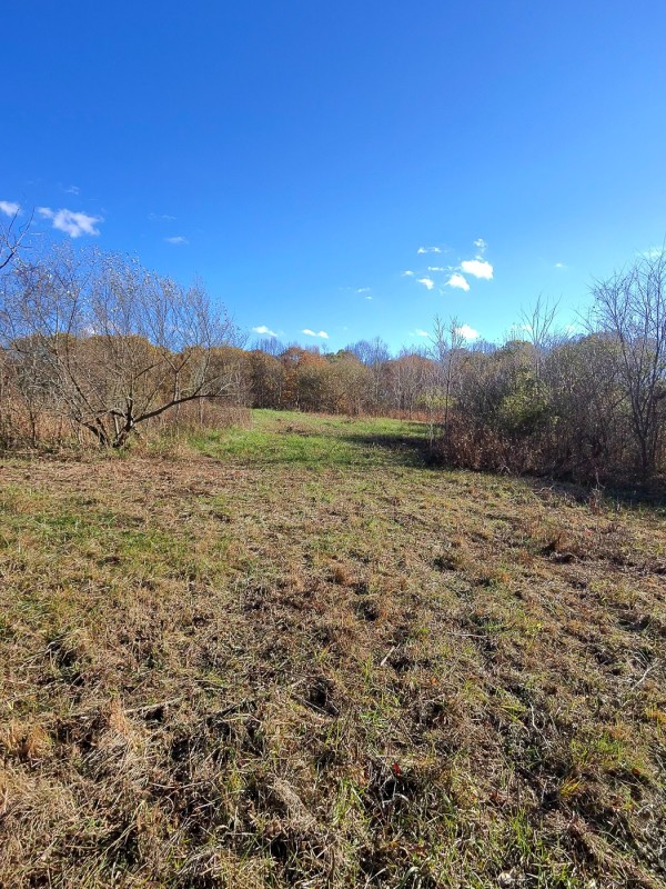 Tract 3 - Albany Woods property photo