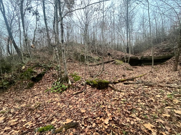 More of Tract 3 - Albany Woods