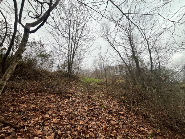 More of Tract 3 - Albany Woods