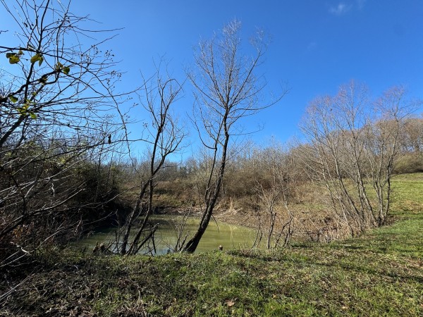 More of Tract 3 - Albany Woods