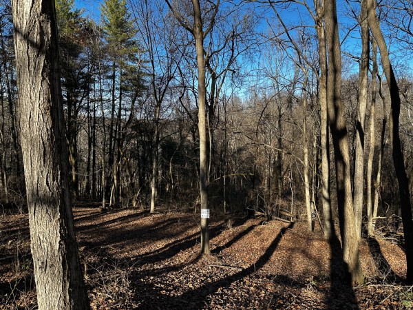 Sycamore Cabin at Titus Woods property photo