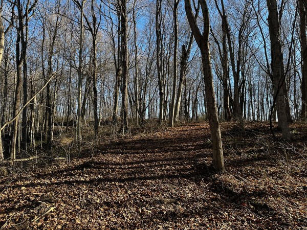 Sycamore Cabin at Titus Woods property photo