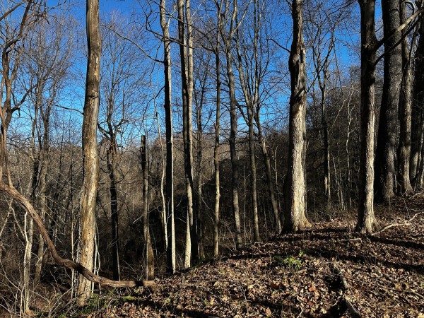 Sycamore Cabin at Titus Woods property photo