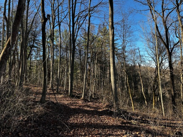 Sycamore Cabin at Titus Woods property photo