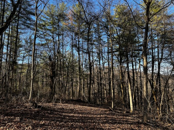 Sycamore Cabin at Titus Woods property photo