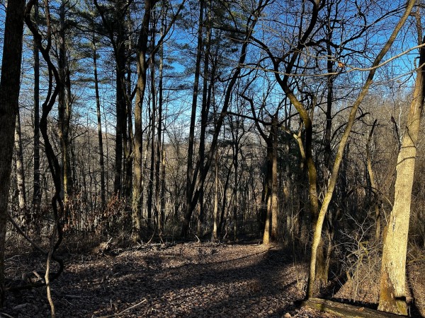 Sycamore Cabin at Titus Woods property photo