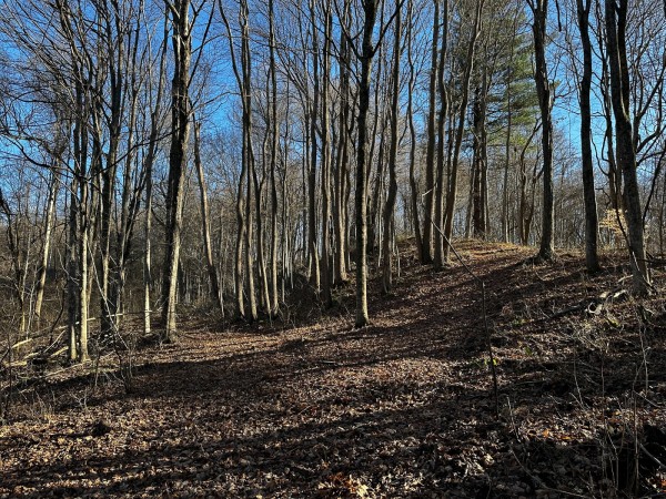 Sycamore Cabin at Titus Woods property photo