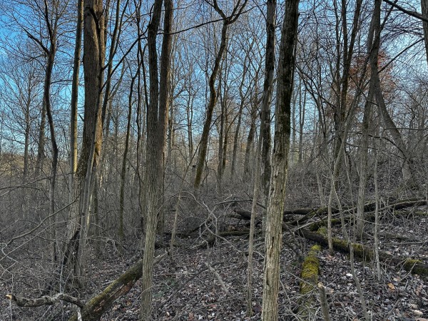 Tract 7 - The Woods at Dutch Ridge property photo