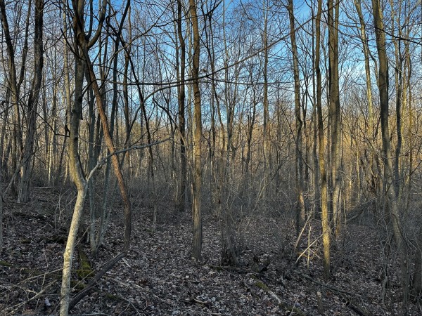 Tract 7 - The Woods at Dutch Ridge property photo