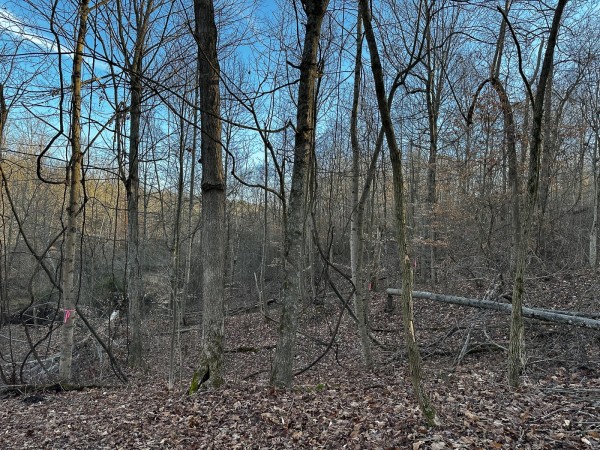 Tract 7 - The Woods at Dutch Ridge property photo