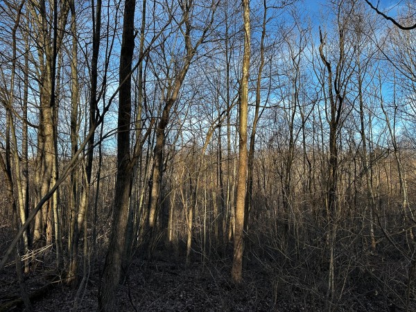 Tract 7 - The Woods at Dutch Ridge property photo