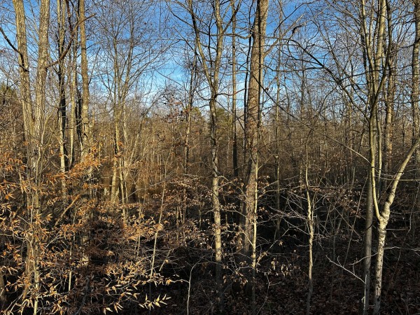 Tract 7 - The Woods at Dutch Ridge property photo