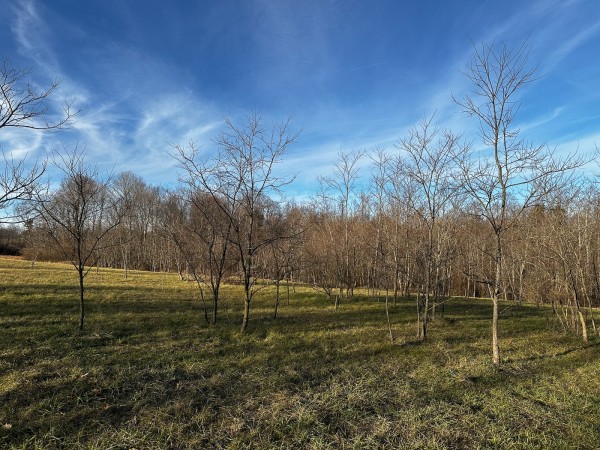 More of Tract 7 - The Woods at Dutch Ridge