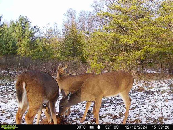 Tract 7 - The Woods at Dutch Ridge property photo