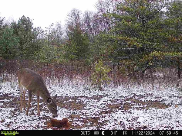 Tract 7 - The Woods at Dutch Ridge property photo