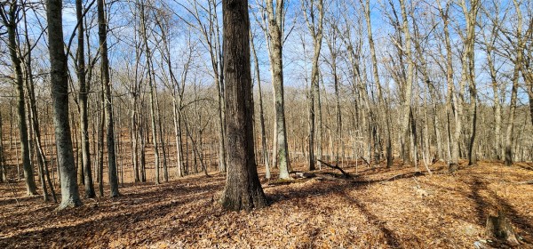 Big Timber Ridge - Phase II Tract 6 property photo