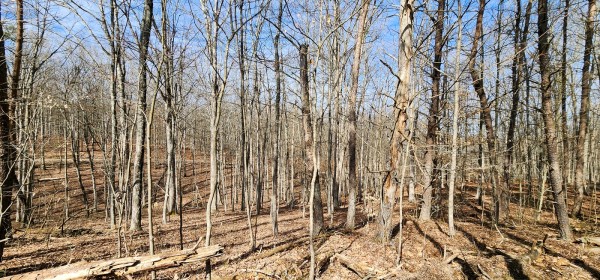 Big Timber Ridge - Phase II Tract 6 property photo