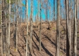More of Tract 1 at Turkey Run